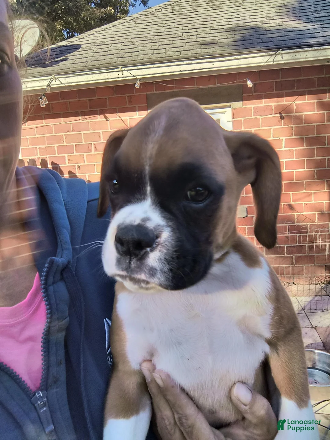 Boxer dogs for sale: Boxer 3 - Ad 1
