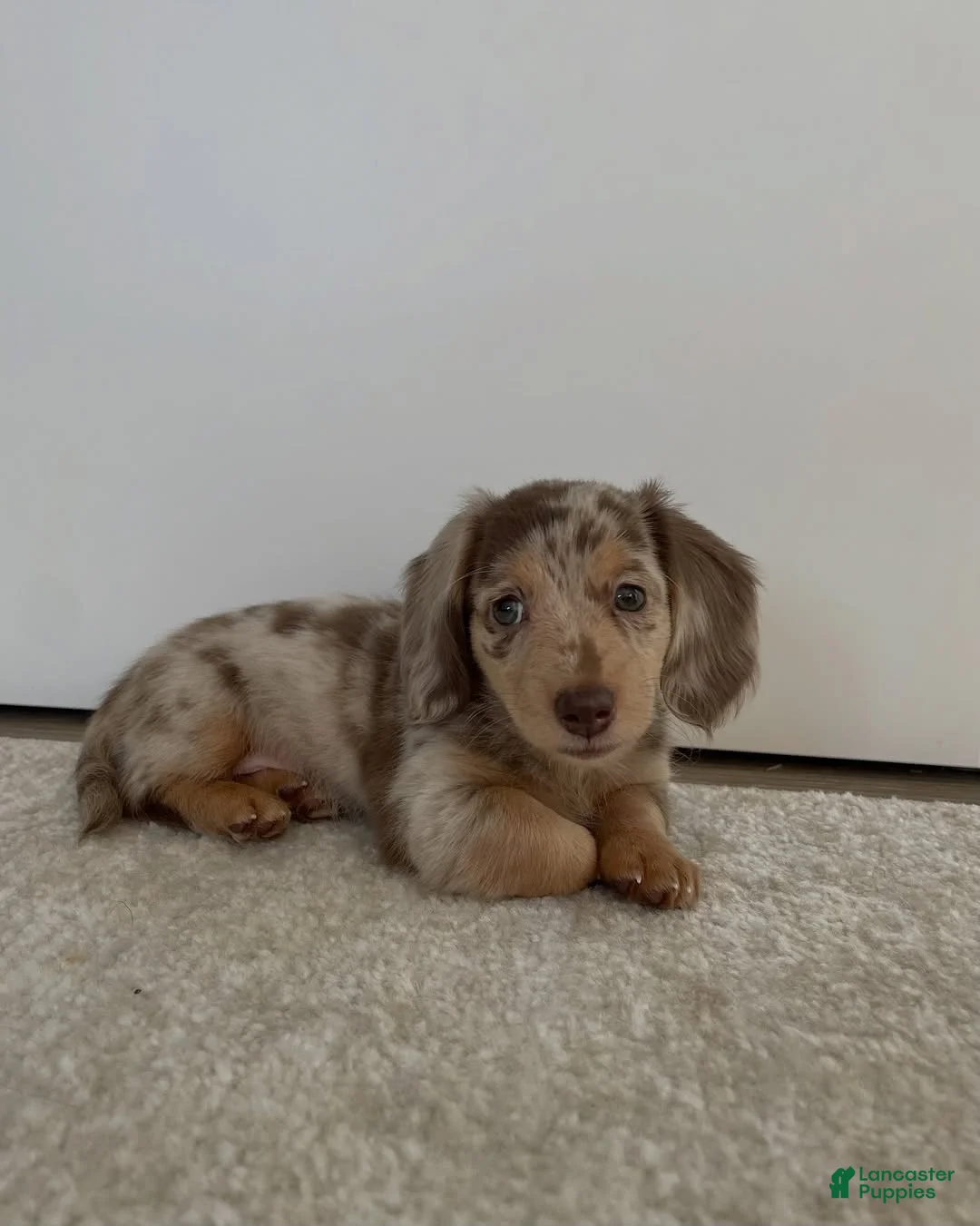 Miniature Dachshund dogs for sale: Miniature Dachshund Puppy 3 - Ad 2