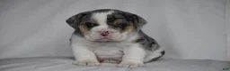 Beabull dogs for sale: Champ - Ad 1