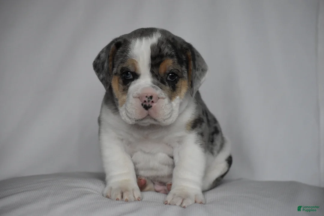 Beabull dogs for sale: Champ - Ad 1