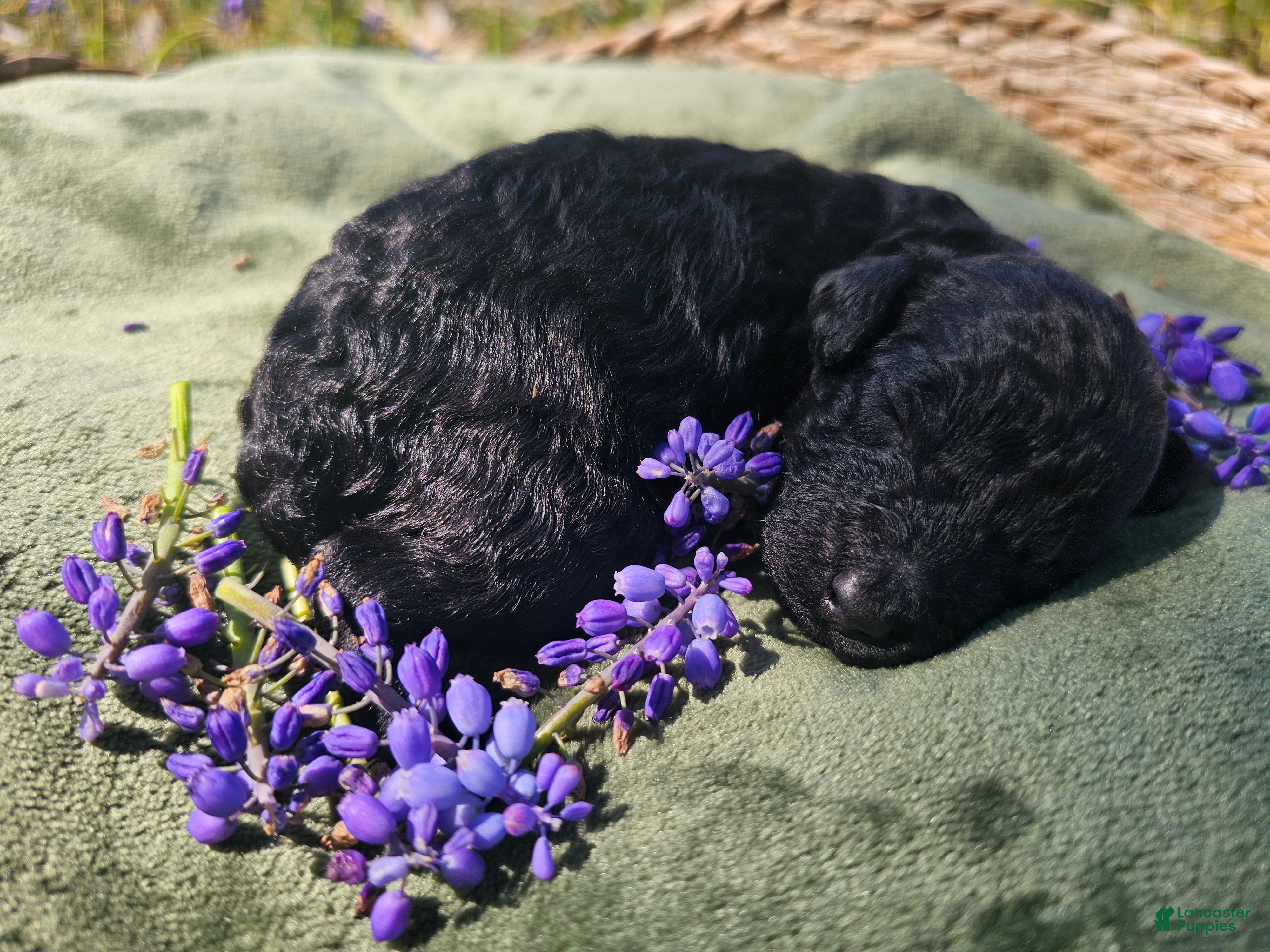 Mini Goldendoodle dogs Onyx - Ad 1