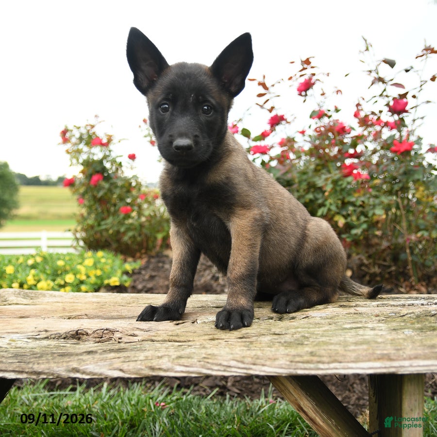 Belgian Malinois dogs Maya - Ad 1
