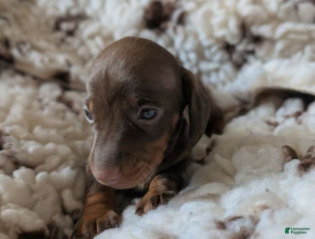 Miniature Dachshund dogs Miniature Dachshund Puppy 2 - Ad 31