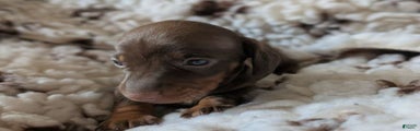 Miniature Dachshund Puppy 2