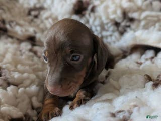 Miniature Dachshund dogs Miniature Dachshund Puppy 2 - Ad 31