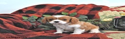 Cavalier King Charles Spaniel dogs for sale: Trixie - Ad 3