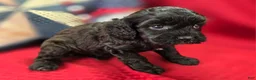 Cavapoo dogs for sale: Twink - Ad 18