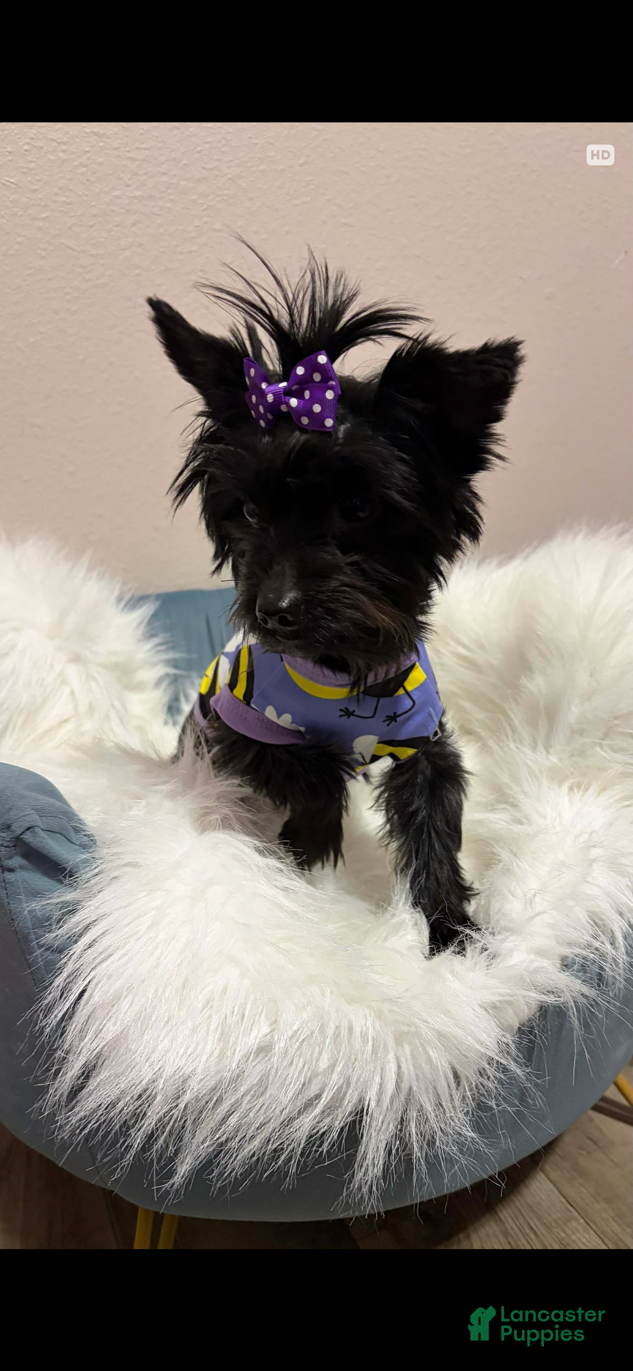 Yorkshire Terrier dogs KB Black 5 pound Mia - Ad 2