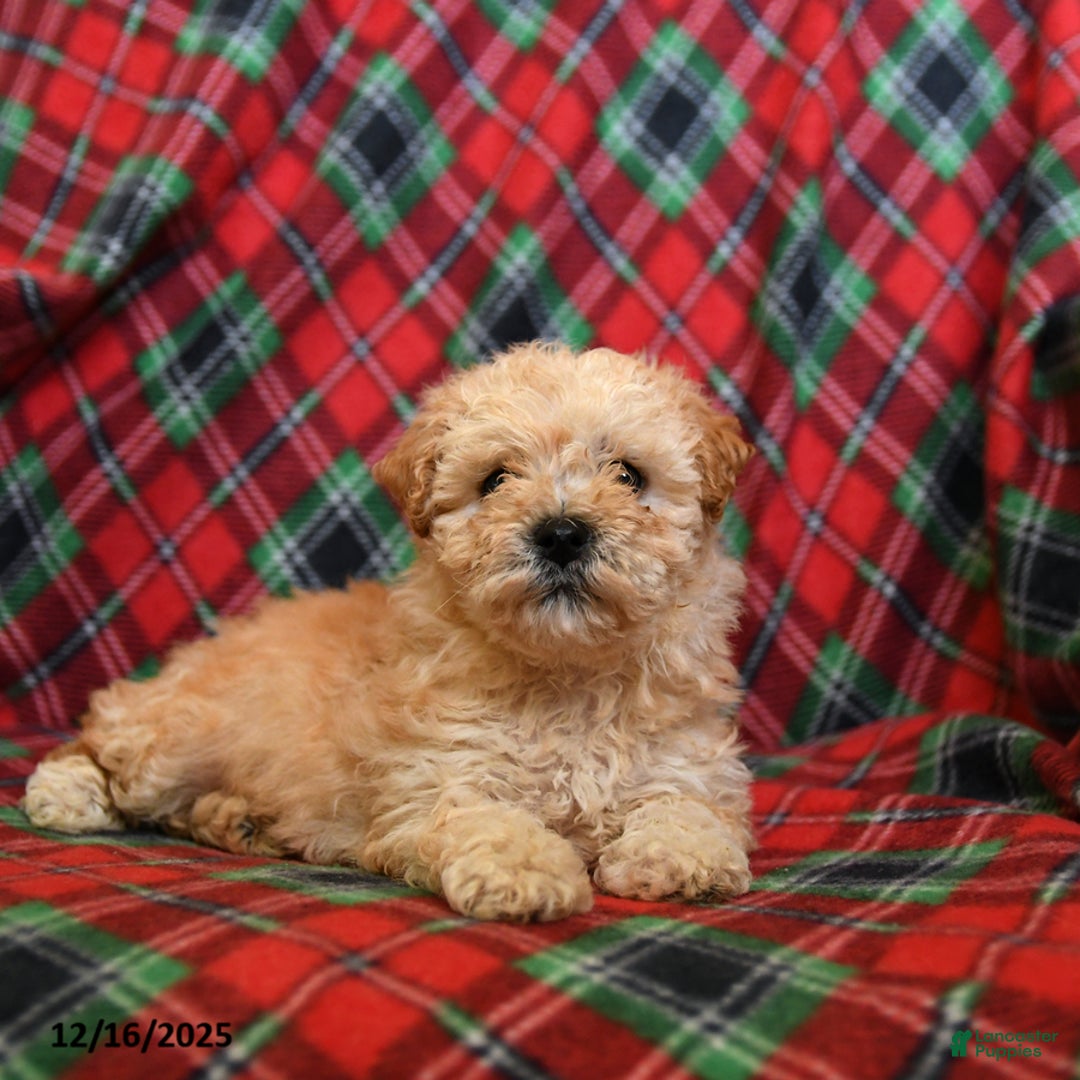 Bichpoo dogs for sale: Noel - Ad 3