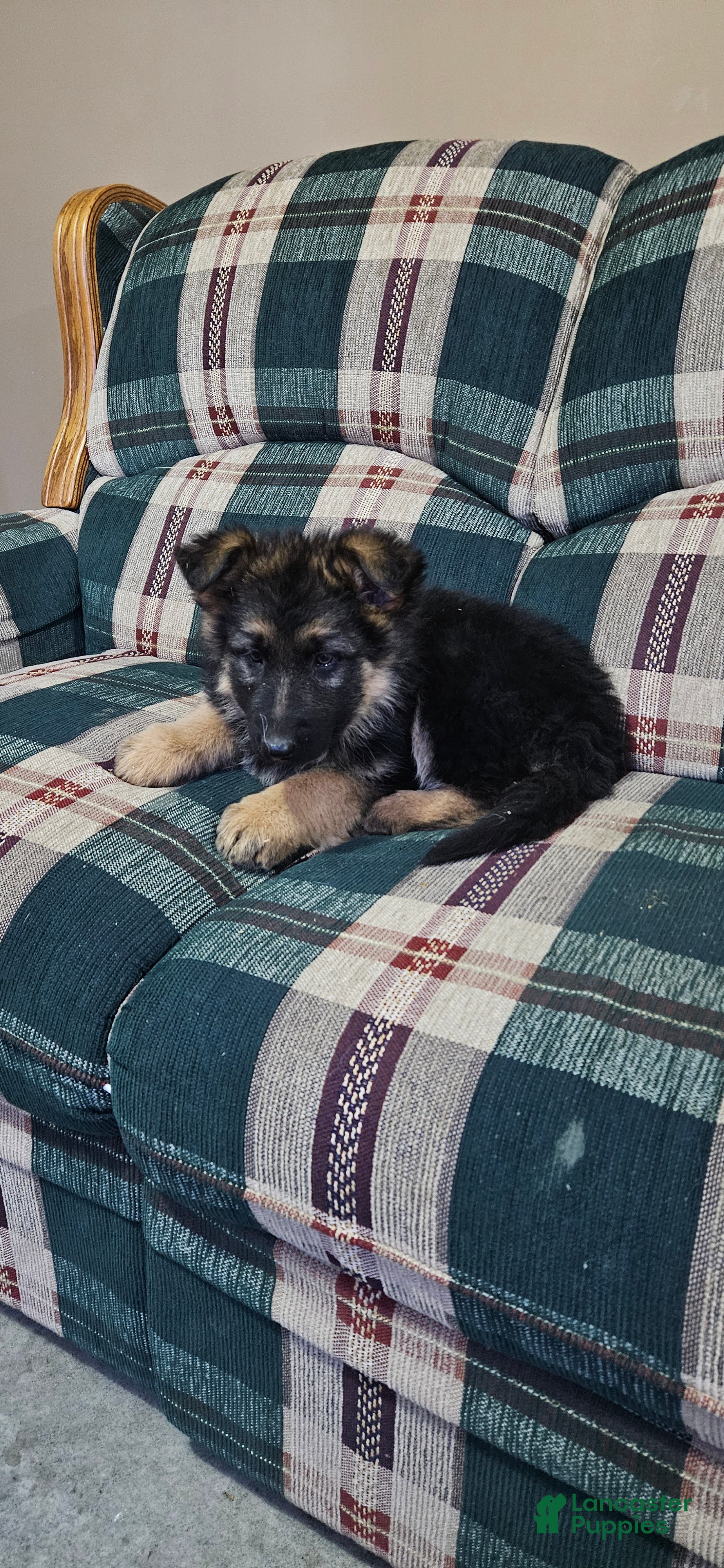 German Shepherd dogs Coco - Ad 13