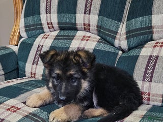 German Shepherd dogs Coco - Ad 8