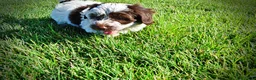Havapoo dogs for sale: Chippy - Ad 10
