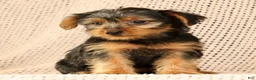 Yorkshire Terrier dogs for sale: Adaline - Ad 8