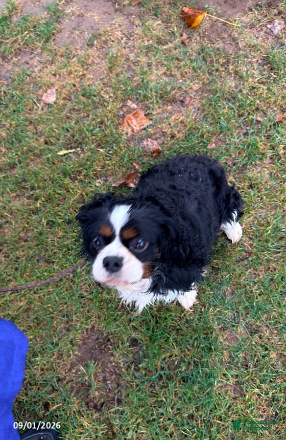 Cavalier King Charles Spaniel dogs Moe - Ad 1