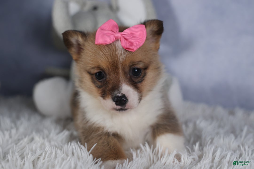 Welsh Corgi Pembroke dogs for sale: TWILIGHT - Ad 5