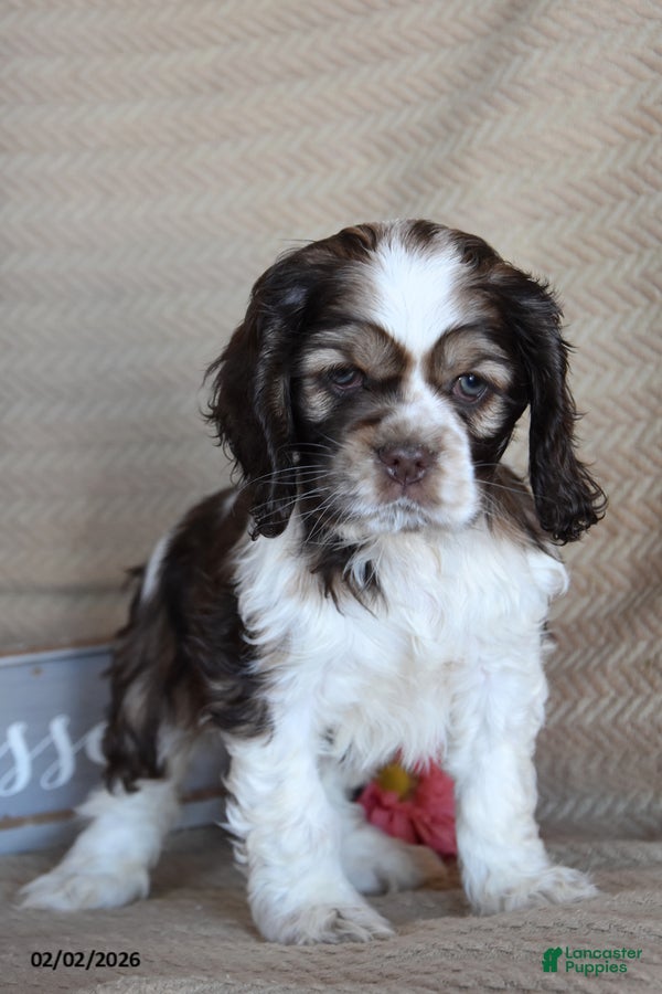 English Cocker Spaniel dogs Livia - Ad 1