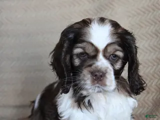 English Cocker Spaniel dogs Livia - Ad 1
