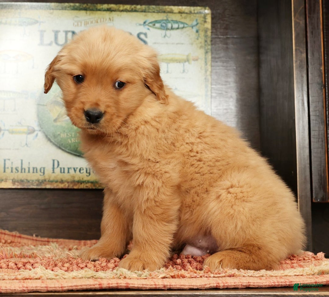 Golden Retriever dogs for sale: Lee - Ad 3