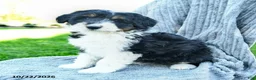 Miniature Australian Shepherd dogs for sale: Mia  - Ad 3