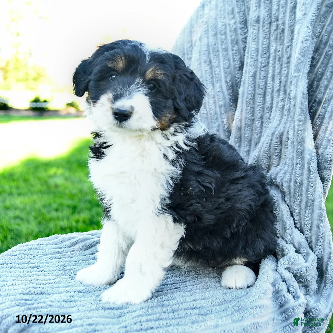 Miniature Australian Shepherd dogs for sale: Mia  - Ad 3