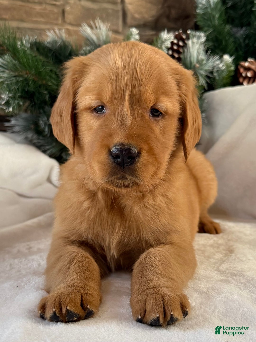 Golden Retriever dogs for sale: Pippa - Ad 2