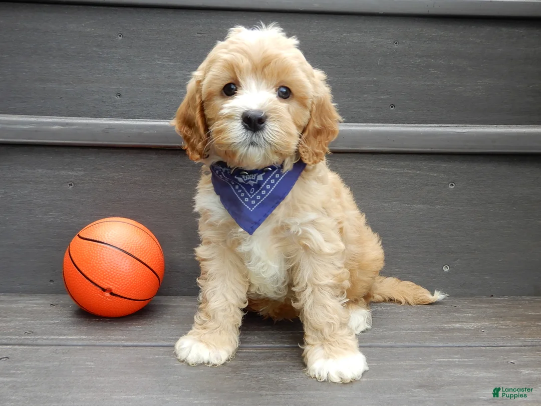 Cavapoo dogs for sale: Shawn - Ad 1