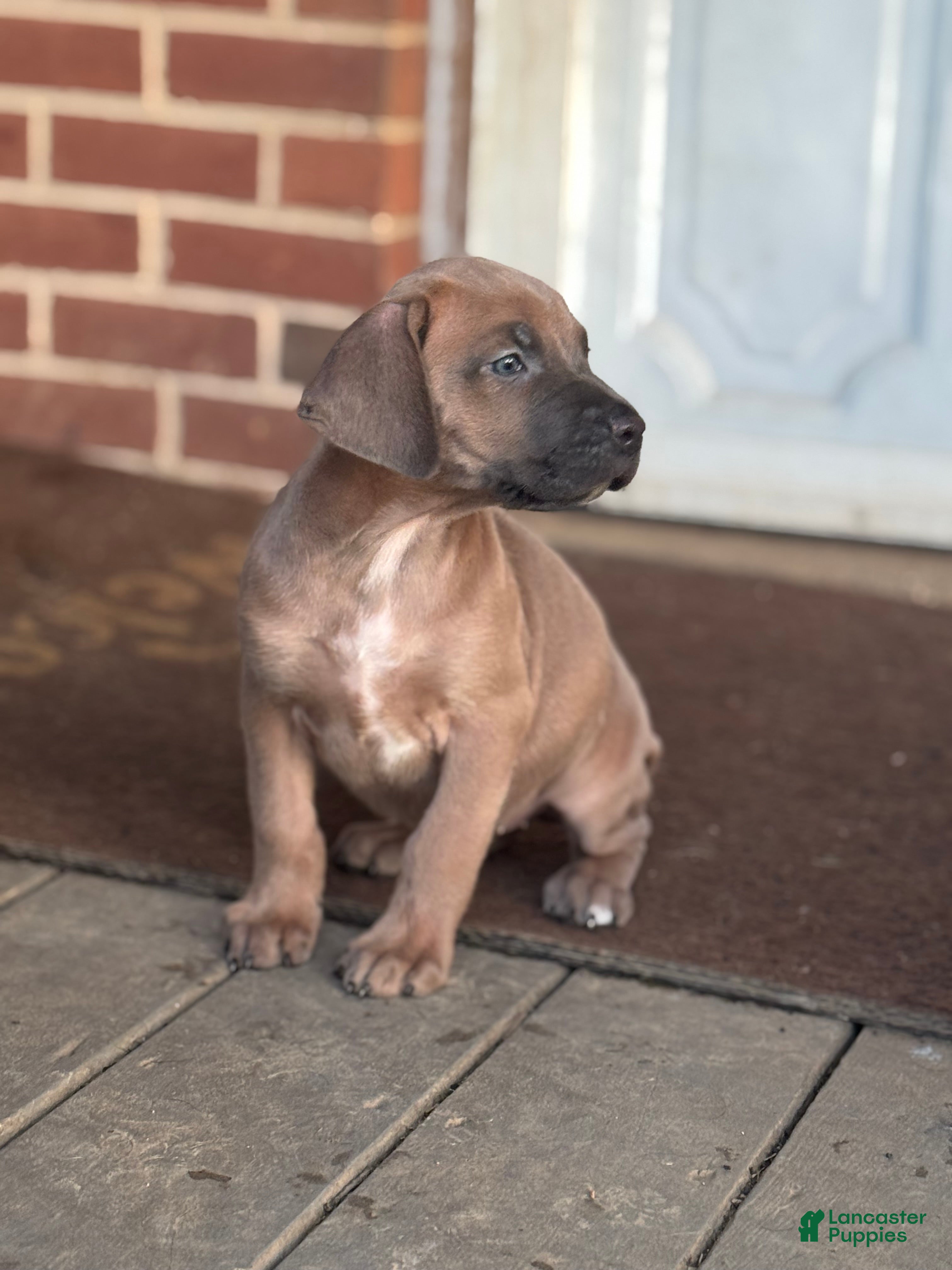 Cane Corso dogs Capri - Ad 2