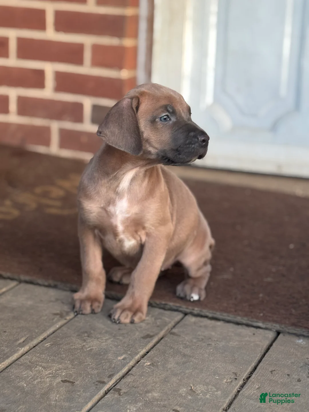 Cane Corso dogs for sale: Capri - Ad 2