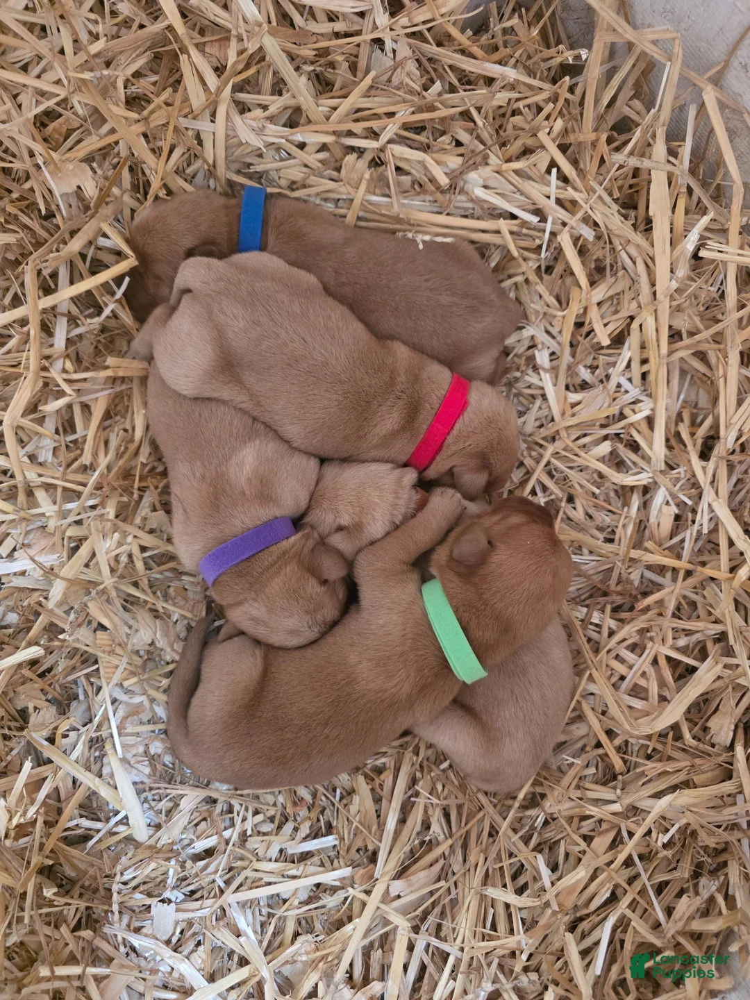 Labrador Retriever dogs for sale: Helen ♥️ Fox Red English Lab  - Ad 15