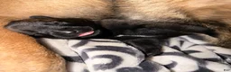 Belgian Malinois dogs for sale: Belgian Malinois 8 - Ad 1