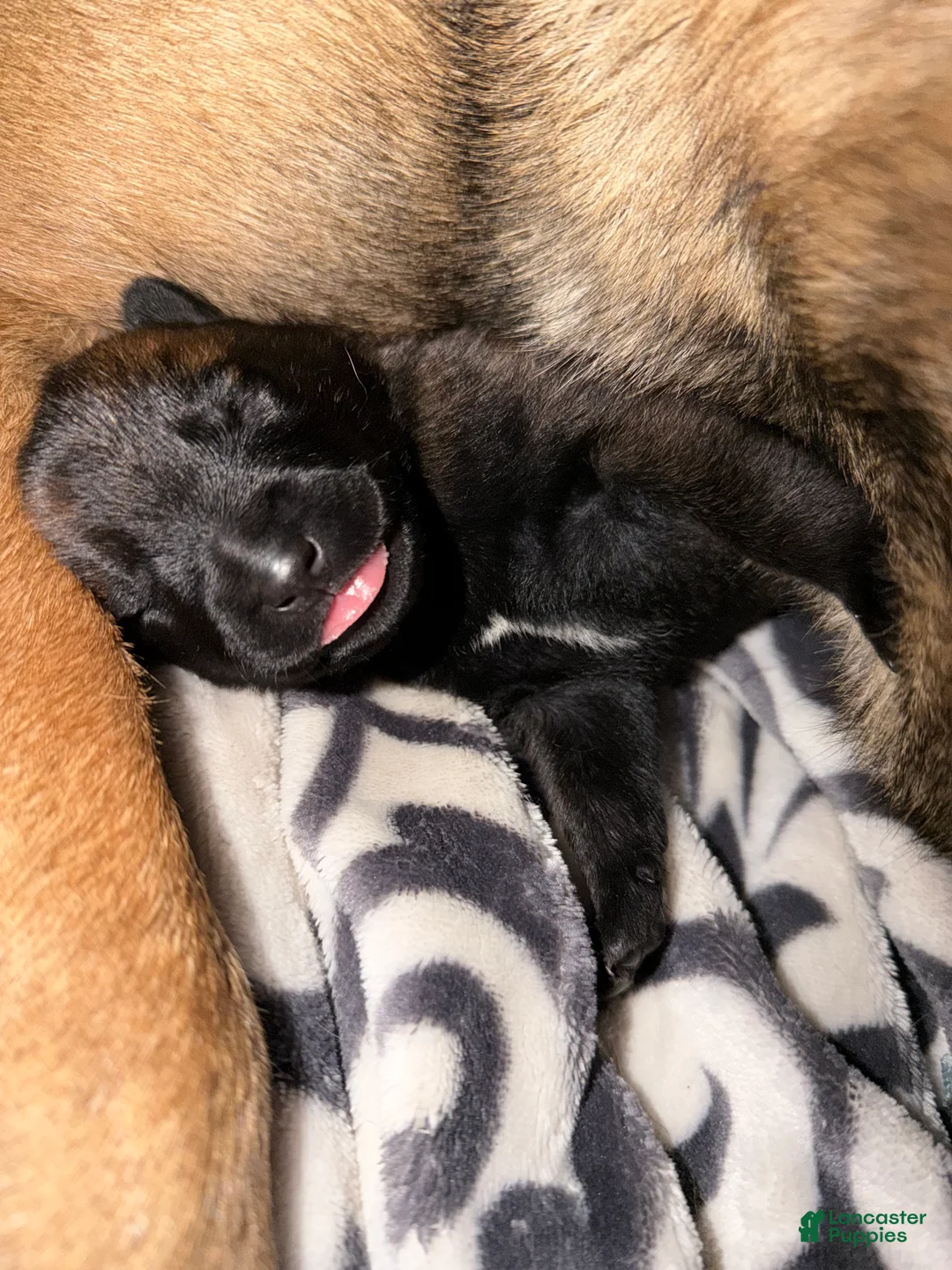 Belgian Malinois dogs for sale: Belgian Malinois 8 - Ad 1