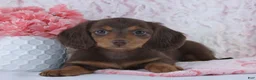 Miniature Dachshund dogs for sale: Florence - Ad 3