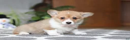 Welsh Corgi Pembroke dogs for sale: Sweetie - Ad 3
