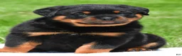 Rottweiler dogs for sale: autumn - Ad 3