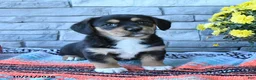 Mixed Breed dogs for sale: Sunny  - Ad 3