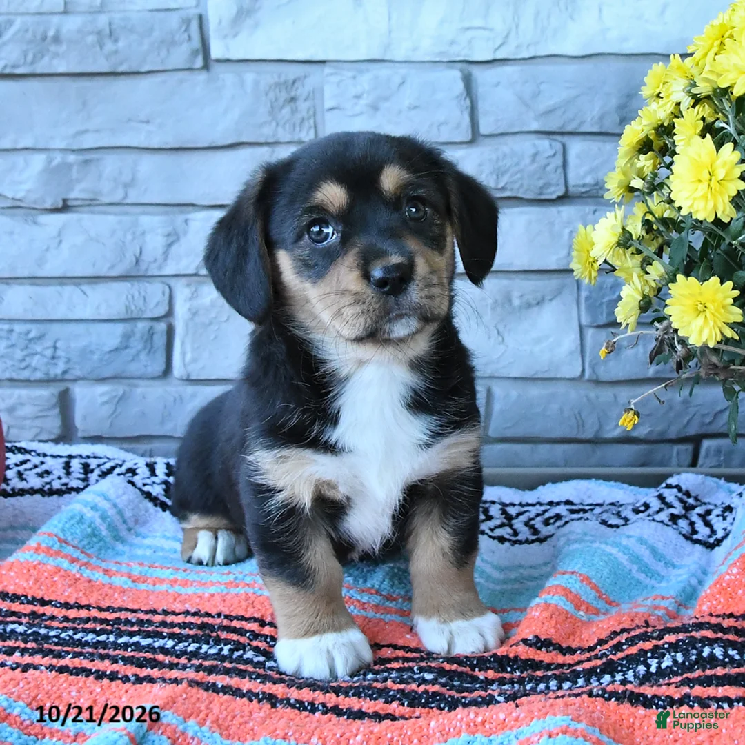 Mixed Breed dogs for sale: Sunny  - Ad 3