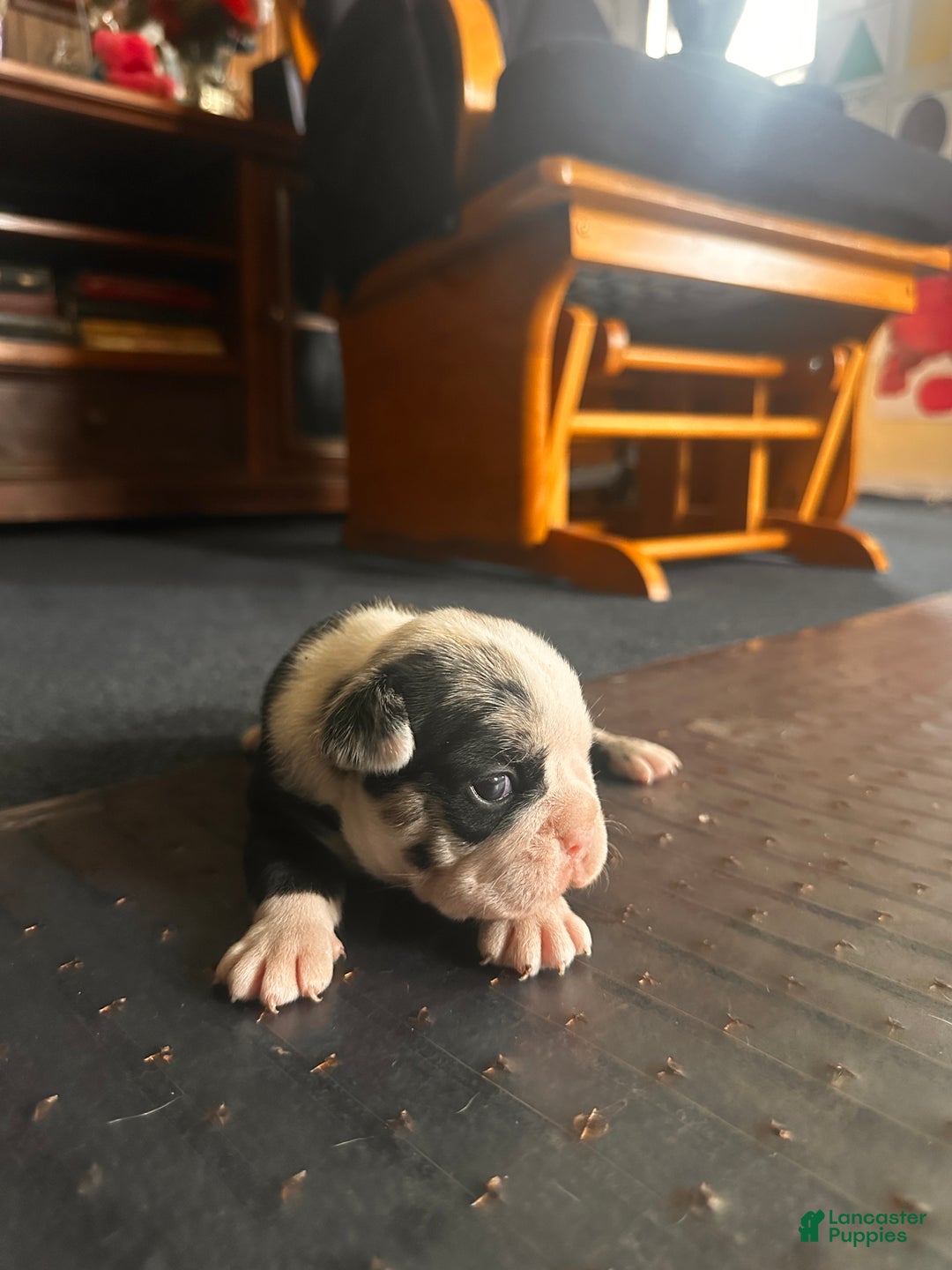 Mixed Breed dogs for sale: Honey - Ad 7