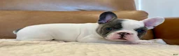 French Bulldog dogs for sale: Harry - Ad 7