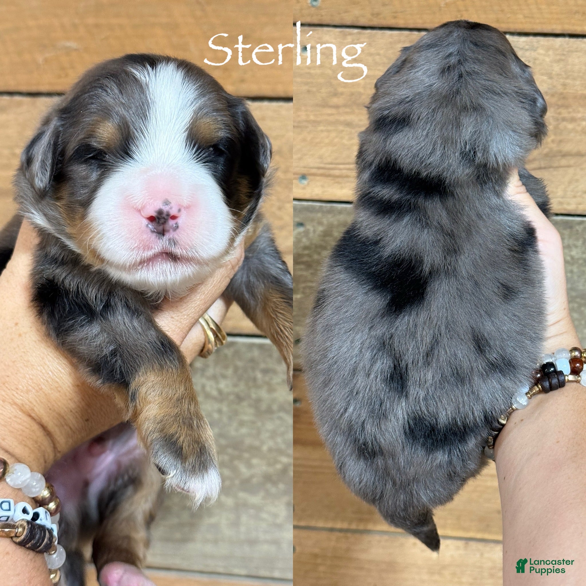 Mini Bernedoodle dogs Sterling - Blue Merle Mini Bernedoodle  - Ad 30