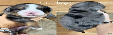Sterling - Blue Merle Mini Bernedoodle 