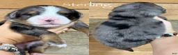 Mini Bernedoodle dogs for sale: Sterling - Blue Merle Mini Bernedoodle  - Ad 1