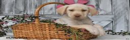 Labrador Retriever dogs for sale: Felicity - Ad 3