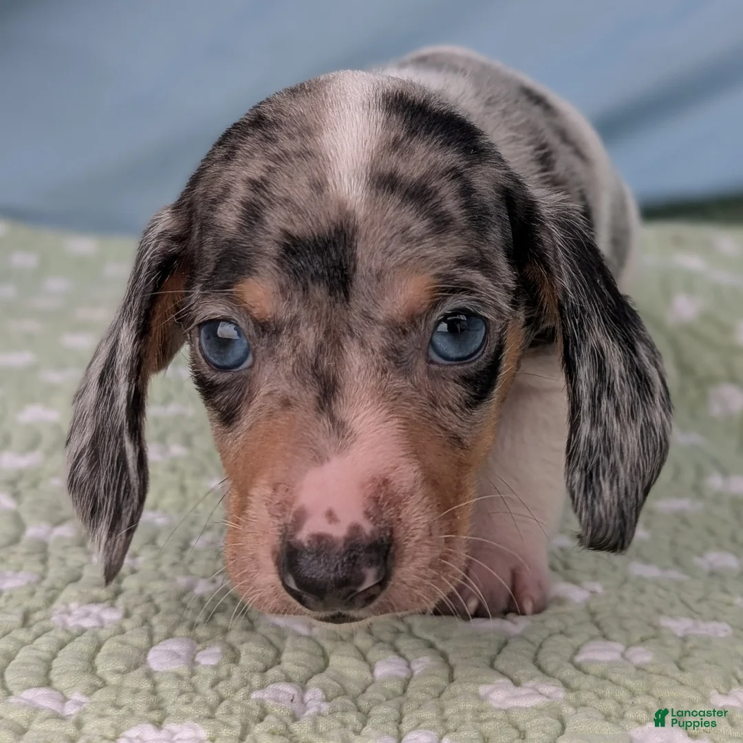 Miniature Dachshund dogs for sale: Terrazzo - Ad 2