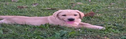 Labrador Retriever dogs for sale: Labrador Retriever 2Meet Your New Best Friend! Beautiful Yellow Male Labrador Retriever Puppies Available 💛 - Ad 9