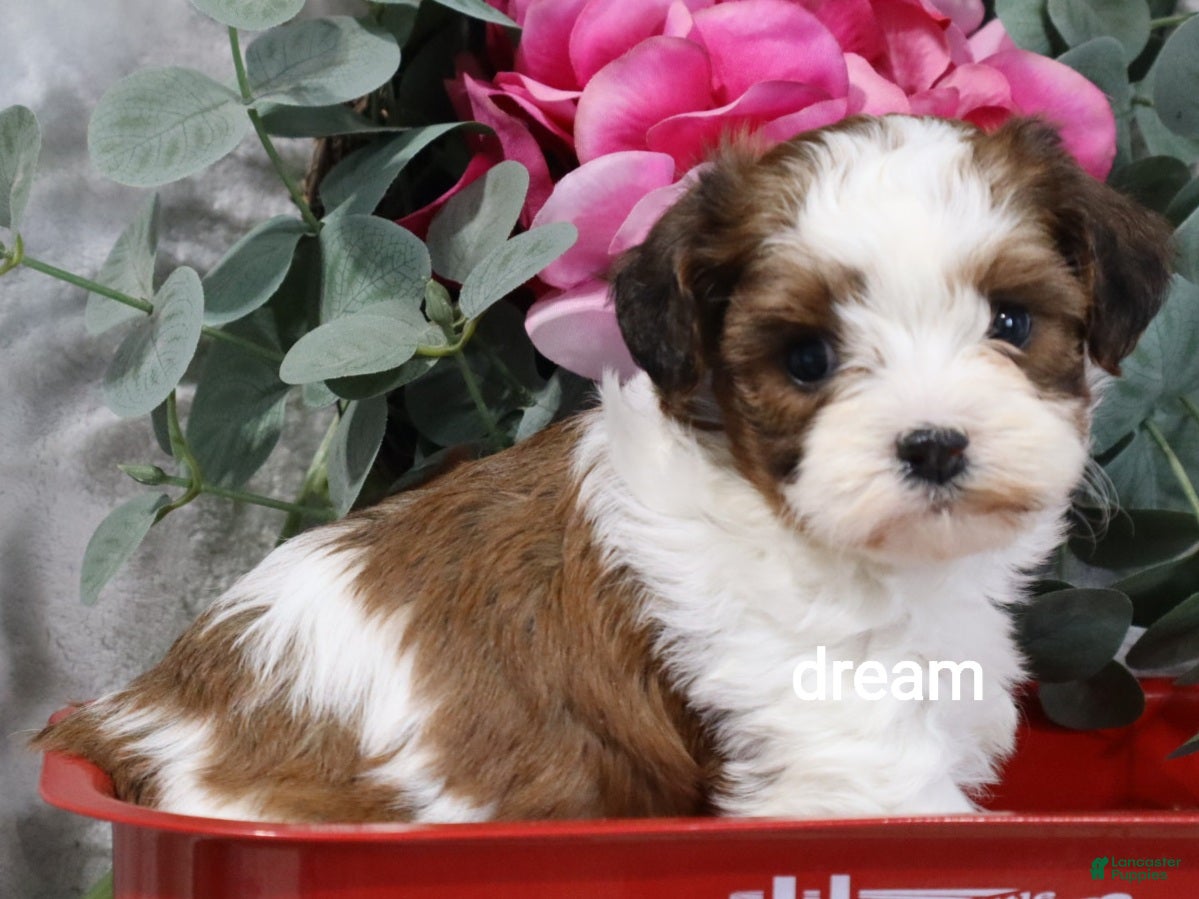 Mixed Breed dogs Cadence - Ad 2