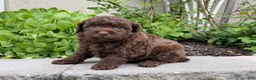 Miniature Poodle dogs for sale: Amy Sue Miniature Poodle Puppy  - Ad 7