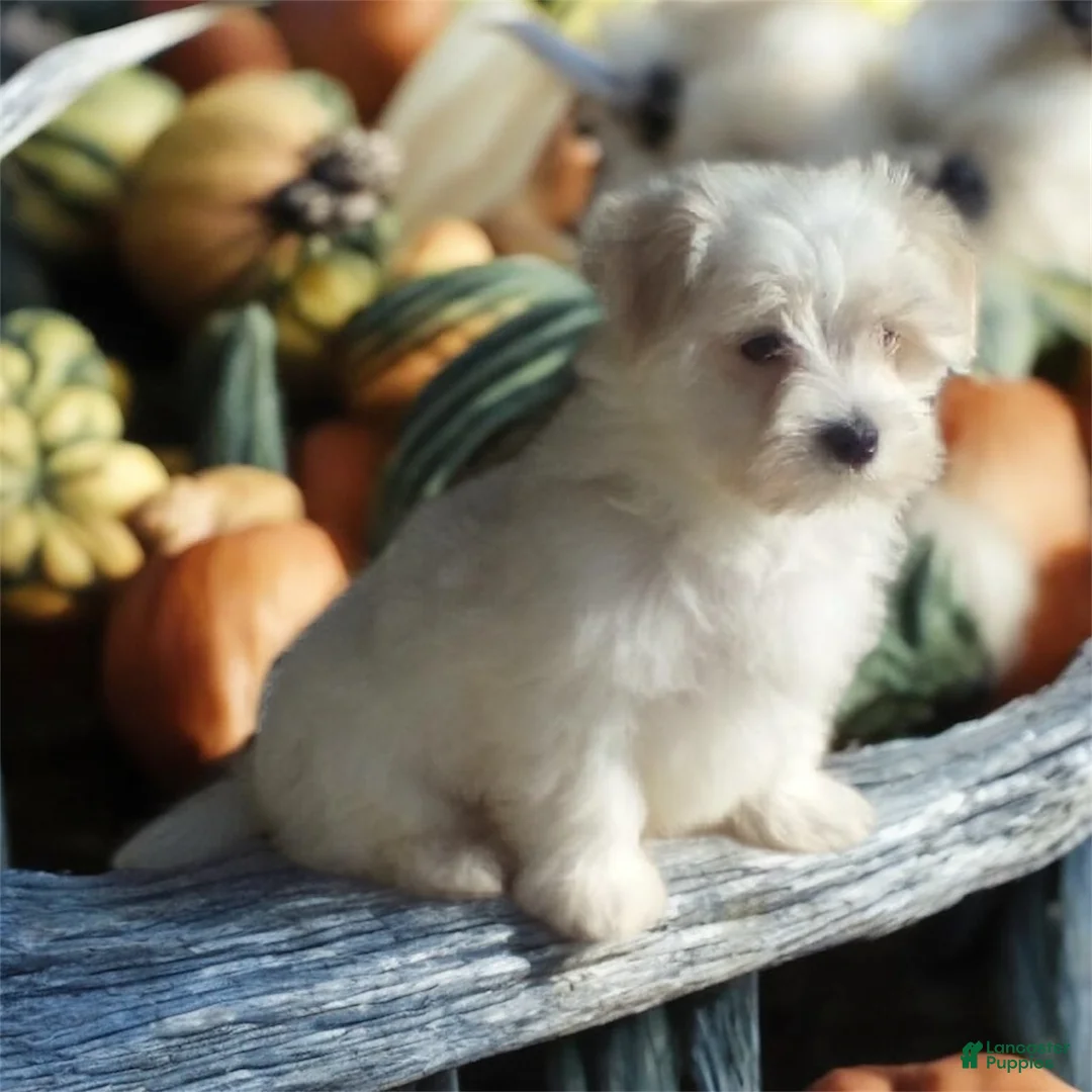 Maltese dogs for stud: Stud services - Ad 3