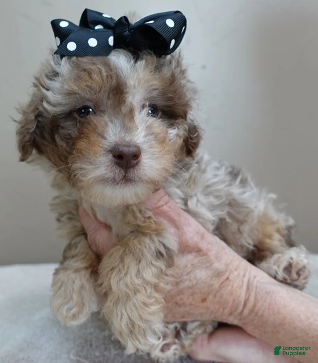 Toy Poodle dogs for sale: Chocolate merle rarest color in the world - Ad 2