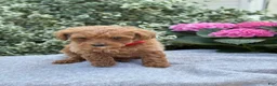 Toy Poodle dogs for sale: Patsy - Ad 4