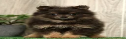 Pomeranian dogs for sale: Layla - Ad 6